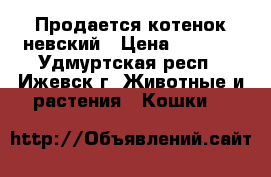 Продается котенок невский › Цена ­ 5 000 - Удмуртская респ., Ижевск г. Животные и растения » Кошки   